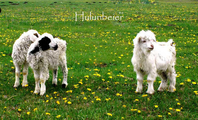 呼伦贝尔拍照攻略,呼伦贝尔美景拍照