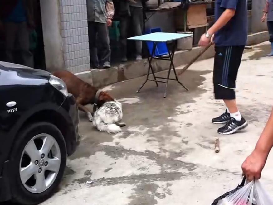 比特犬撕咬萨摩耶，主人屡次狠打比特犬，眼看就要置萨摩耶于死地