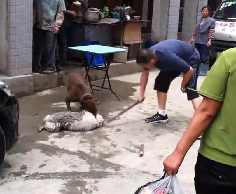 比特犬撕咬萨摩耶，主人屡次狠打比特犬，眼看就要置萨摩耶于死地