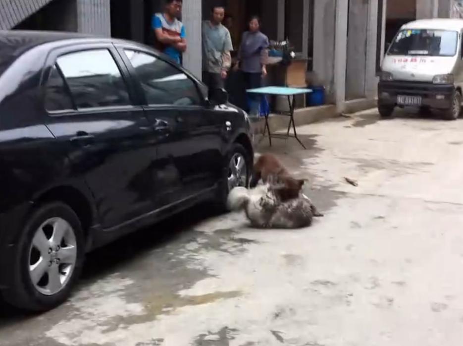 比特犬撕咬萨摩耶，主人屡次狠打比特犬，眼看就要置萨摩耶于死地