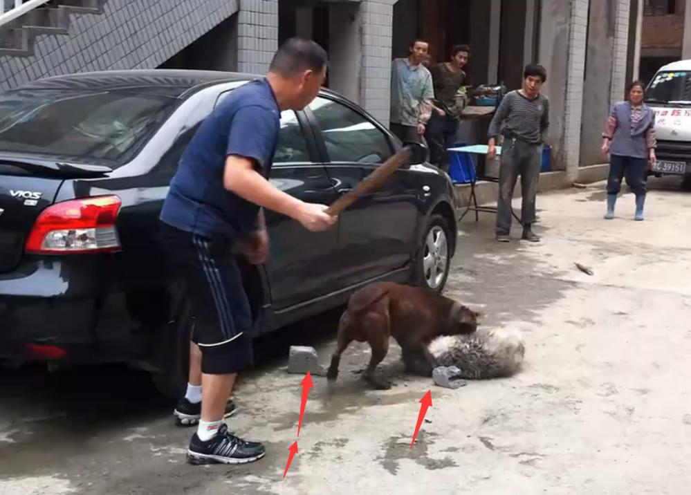 比特犬撕咬萨摩耶，主人屡次狠打比特犬，眼看就要置萨摩耶于死地