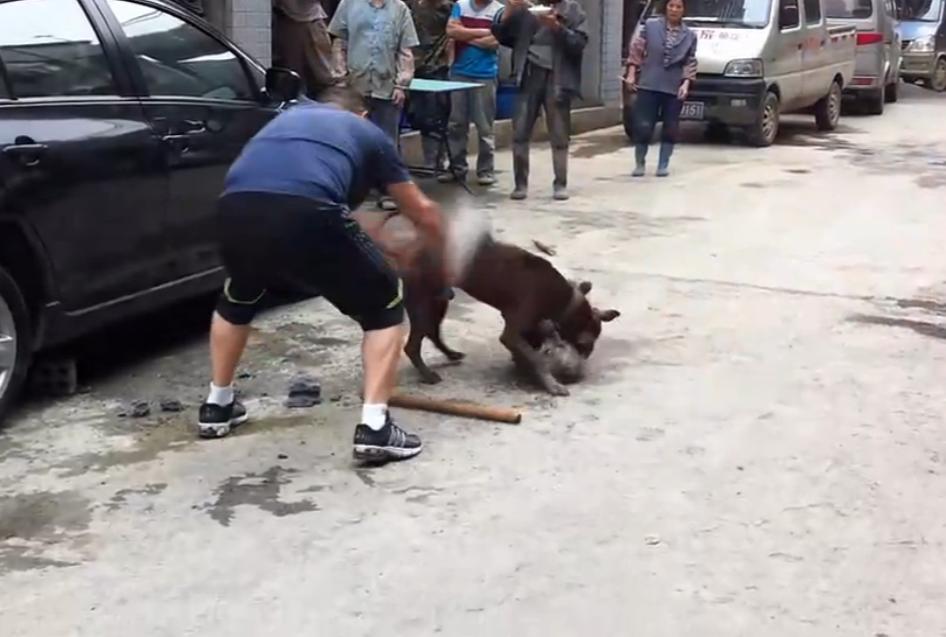 比特犬撕咬萨摩耶，主人屡次狠打比特犬，眼看就要置萨摩耶于死地