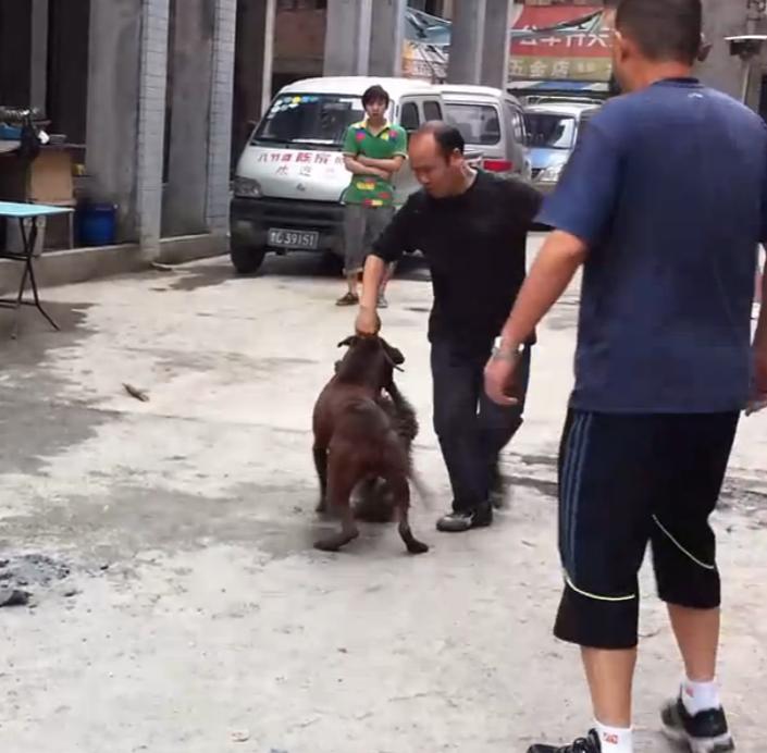 比特犬撕咬萨摩耶，主人屡次狠打比特犬，眼看就要置萨摩耶于死地