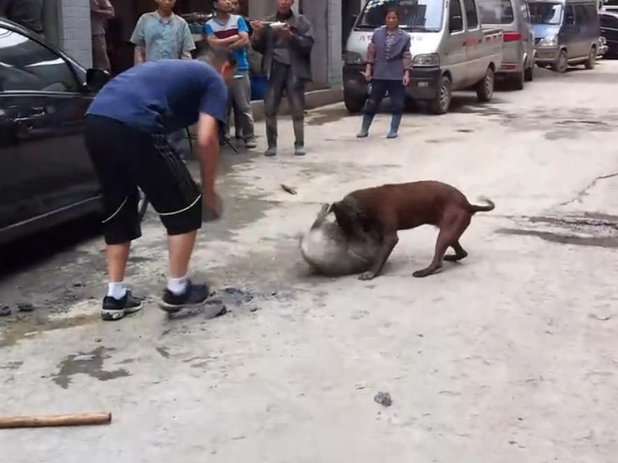 比特犬撕咬萨摩耶，主人屡次狠打比特犬，眼看就要置萨摩耶于死地