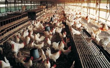 农民工养殖创业方法有哪些,现在回乡创业养殖太难了