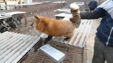 农民工养殖创业方法有哪些,现在回乡创业养殖太难了