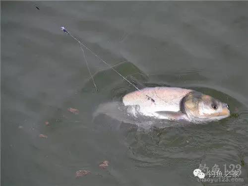 水库传统钓钓鱼技巧,钓水库鱼的技巧和方法