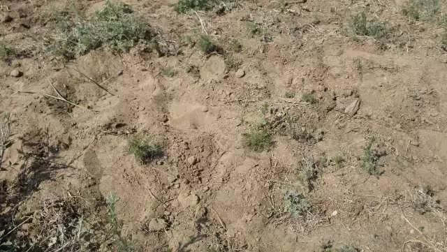 丰宁坝上植树,我去植树