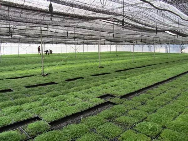 丽江玛咖是最好的吗,云南丽江玛咖哪个是正宗的