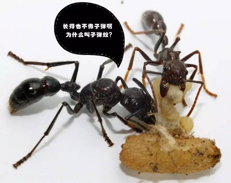 海淘天价蚂蚁｜万一被咬剧烈疼痛，就像赤脚走在火炭上、铁钉扎入脚后跟！