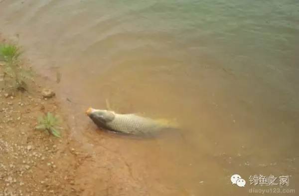 水库传统钓钓鱼技巧,钓水库鱼的技巧和方法