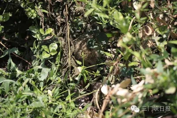 小区里发现一只刺猬,小区发现一只刺猬