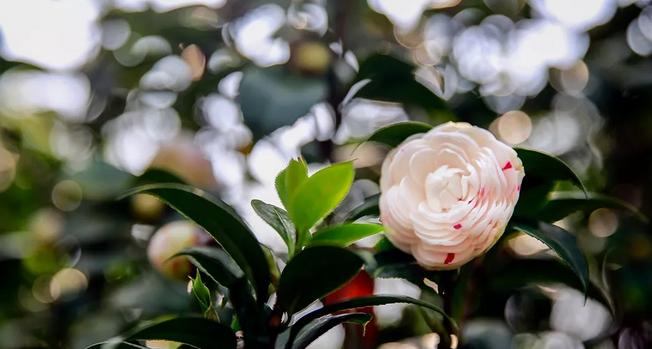 外出踏青正当时,帽峰山森林公园踏青