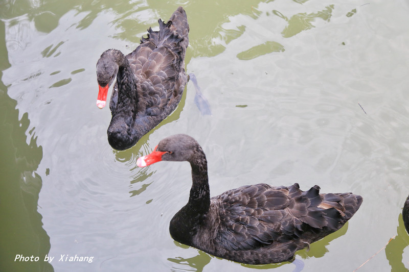 徽州水墨画哪里好玩,徽州赏花旅游