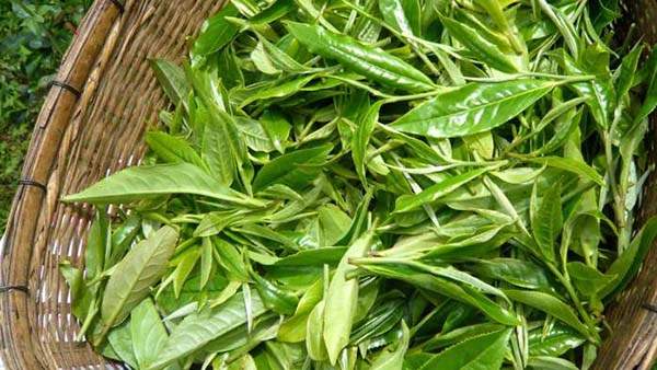 刀哥说普洱茶市场,易武茶和勐海茶特点