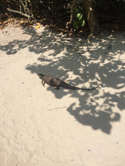 甯︾潃鐗涢瓟鐜嬬湅鏄熸槦,甯︾潃鐗涢瓟鐜嬪嚭鏉ョ湅涓婂笣