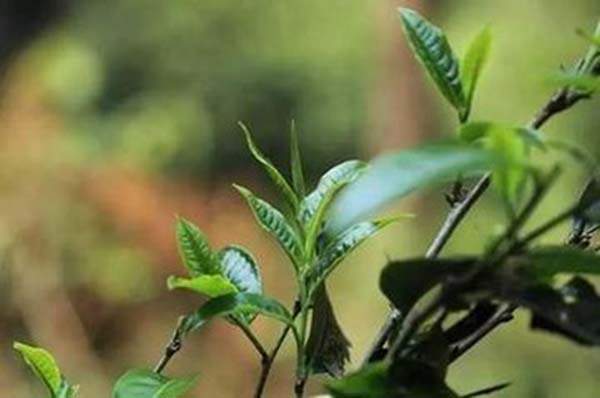 刀哥说普洱茶市场,易武茶和勐海茶特点