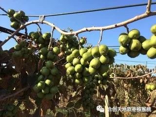 软枣猕猴桃七大禁忌广告,猕猴桃管理风险及防范措施
