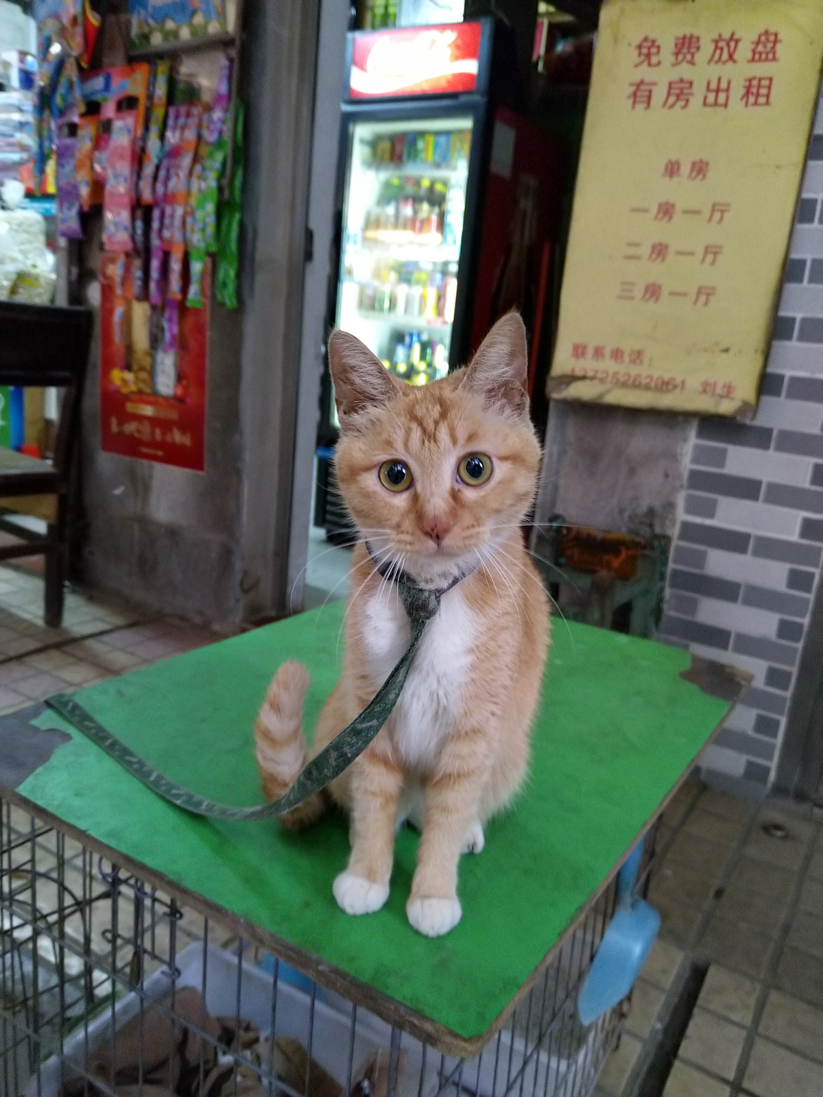 诺基亚7Plus半月使用评测：情怀机升级非主流实力派