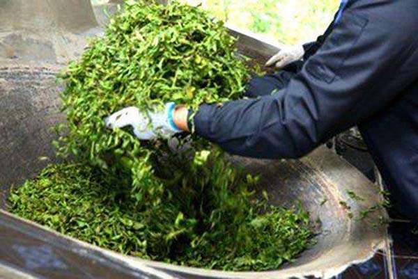 刀哥说普洱茶市场,易武茶和勐海茶特点