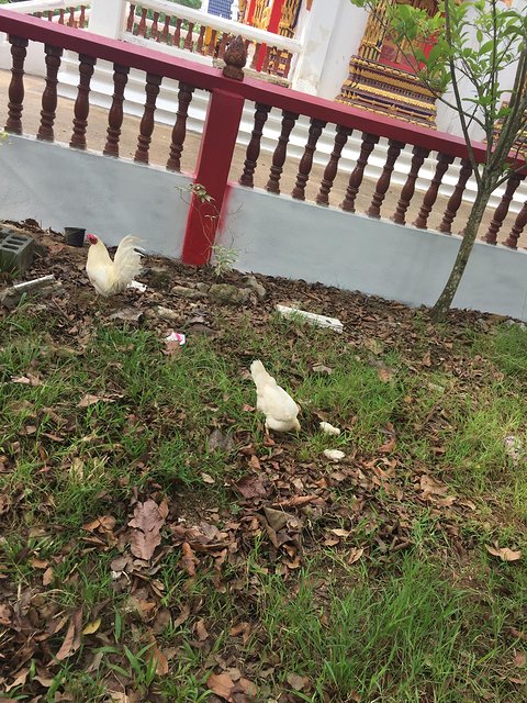 甯︾潃鐗涢瓟鐜嬬湅鏄熸槦,甯︾潃鐗涢瓟鐜嬪嚭鏉ョ湅涓婂笣