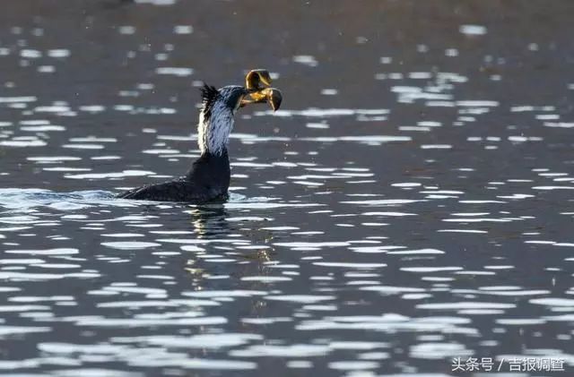 珲春首次发现鸬鹚让摄影师逮个正着