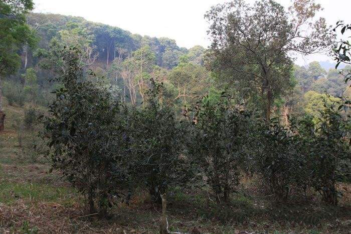 云南景东银生,景东茶有什么特点