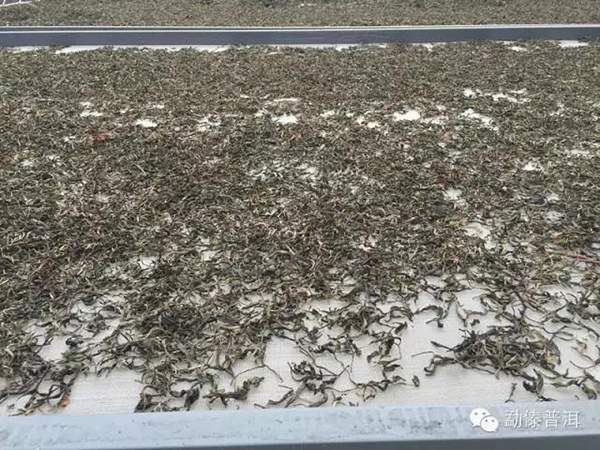 勐傣明前春尖,勐傣茶厂明前春尖2024