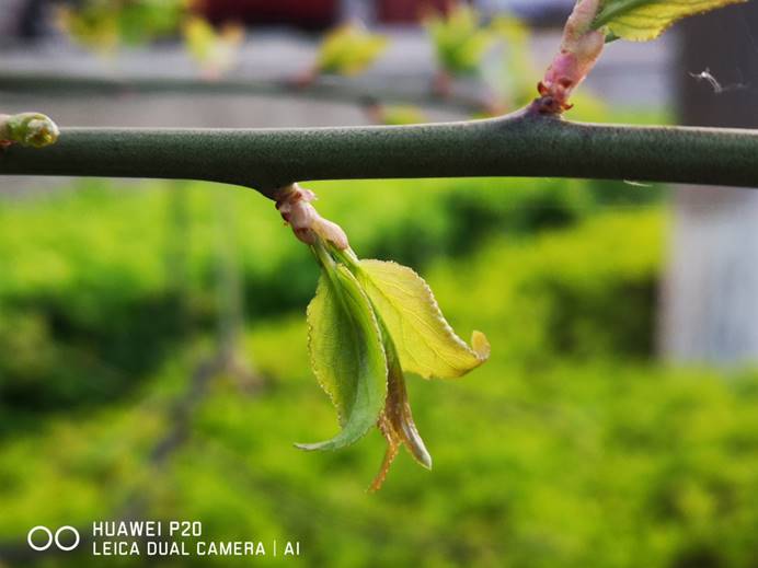 huaweip20能玩原神吗,huaweip20拍夜景