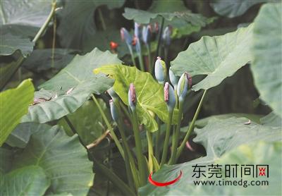 滴水观音毒性咋去除,滴水观音有毒碰了怎么才能解毒