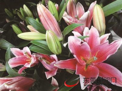 家有喵星人免费版,家有猫咪请勿敲门