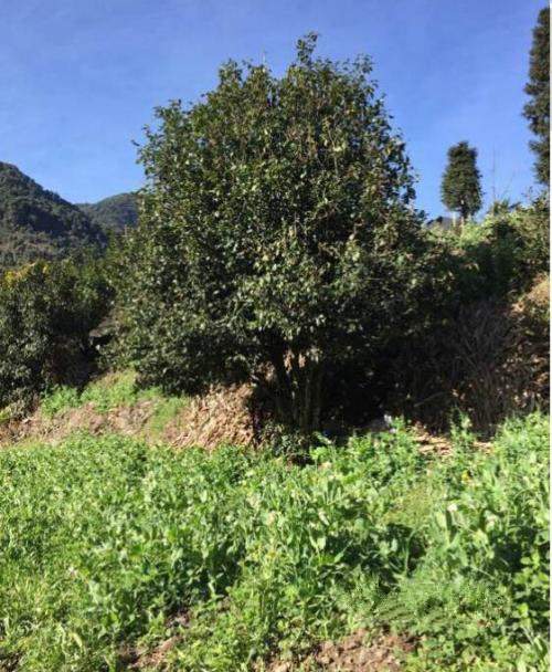 景东银生来历,景东青茶