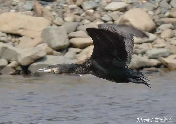 珲春首次发现鸬鹚让摄影师逮个正着