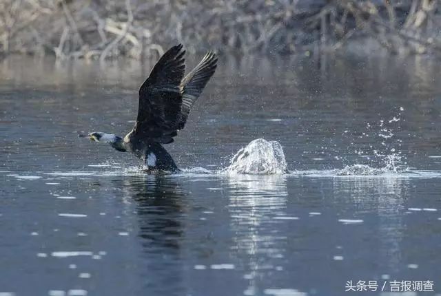 珲春首次发现鸬鹚让摄影师逮个正着