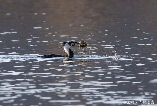珲春首次发现鸬鹚让摄影师逮个正着