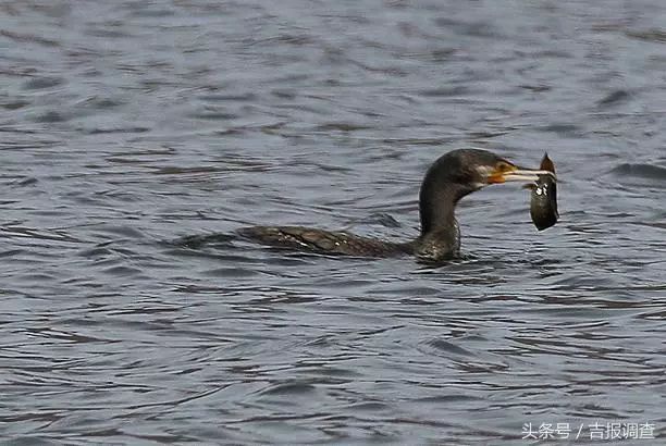 珲春首次发现鸬鹚让摄影师逮个正着
