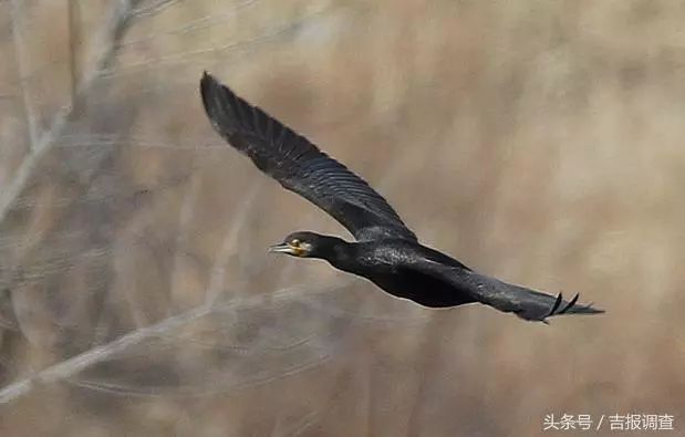 珲春首次发现鸬鹚让摄影师逮个正着