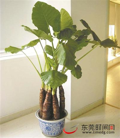 滴水观音毒性咋去除,滴水观音有毒碰了怎么才能解毒