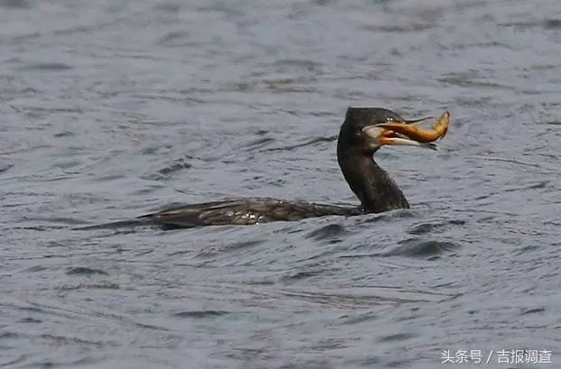 珲春首次发现鸬鹚让摄影师逮个正着