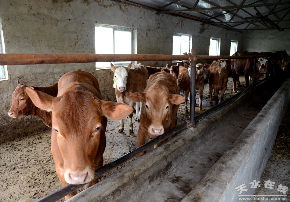 天水市麦积区最美村庄,天水市最美乡村谢沟村