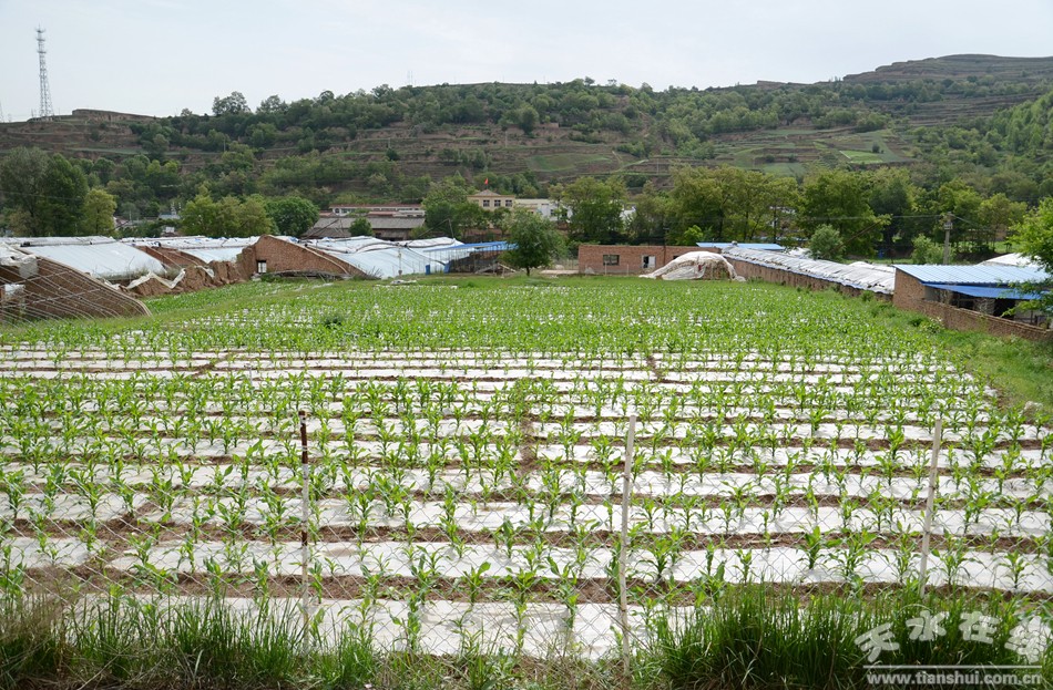 天水市麦积区最美村庄,天水市最美乡村谢沟村