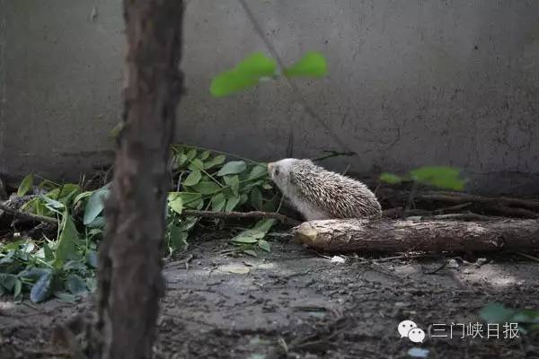 小区里发现一只刺猬,小区发现一只刺猬