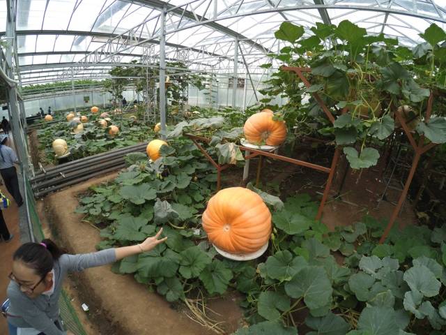 带上小蚁运动相机游潍坊（三）寿光菜博会