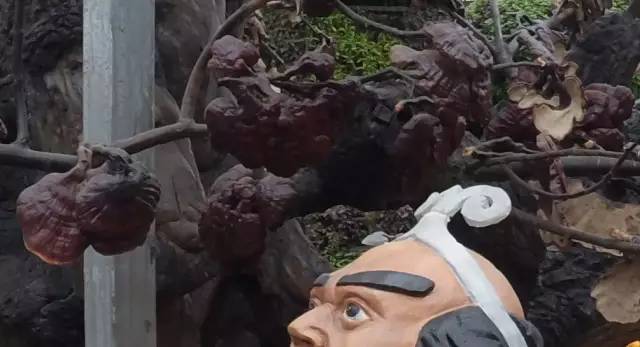 带上小蚁运动相机游潍坊（三）寿光菜博会