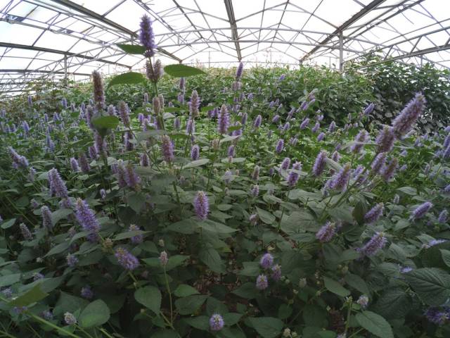 带上小蚁运动相机游潍坊（三）寿光菜博会