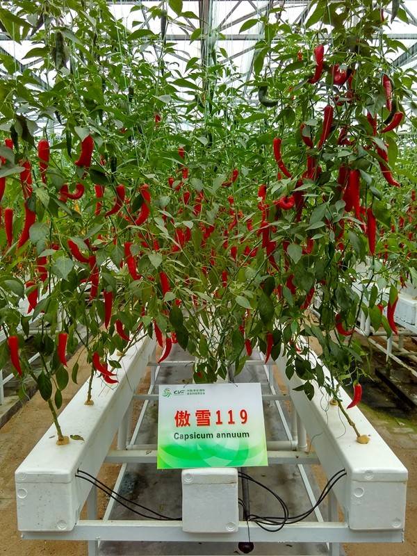 带上小蚁运动相机游潍坊（三）寿光菜博会