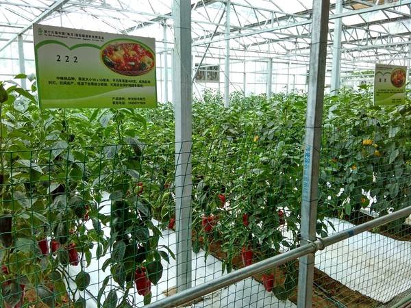 带上小蚁运动相机游潍坊（三）寿光菜博会