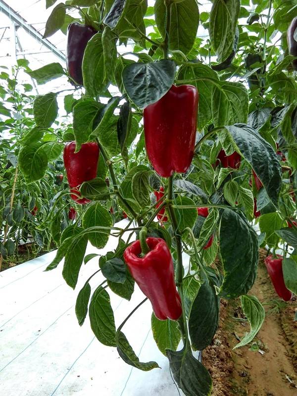 带上小蚁运动相机游潍坊（三）寿光菜博会