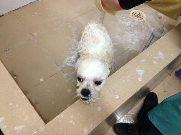 拯救狗狗不被蜜蜂蜇,拯救狗狗原版