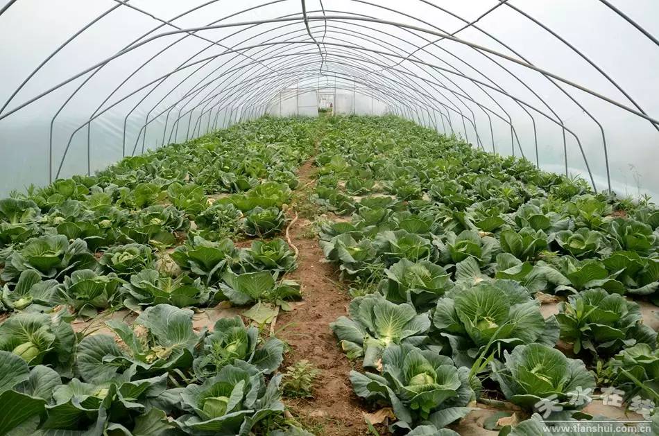 天水市麦积区最美村庄,天水市最美乡村谢沟村